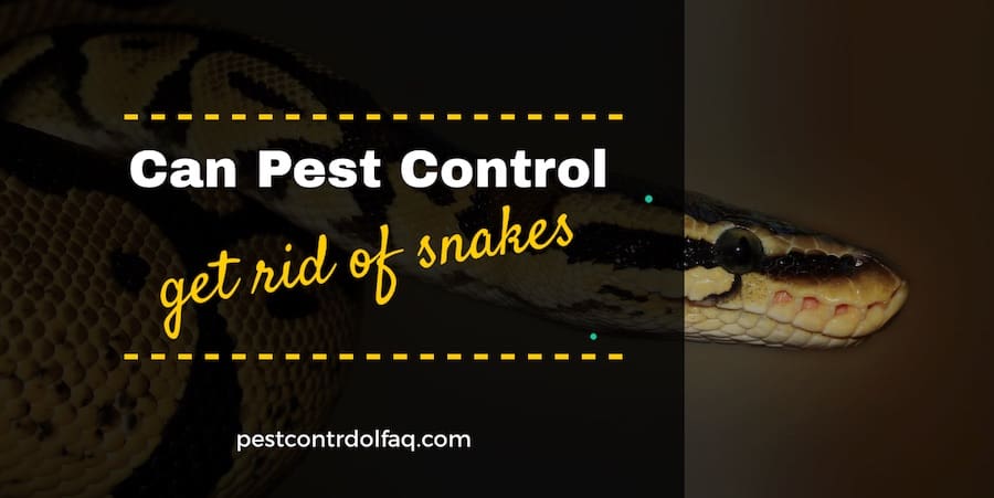 Can Pest Control Get Rid Of Snakes?