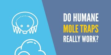 Do Humane Mole Traps Work? | Pest Control FAQ