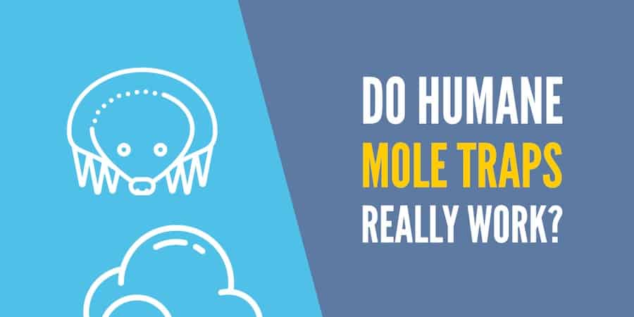 Do Humane Mole Traps Work?