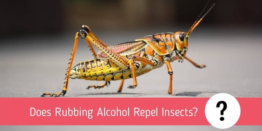 Does Rubbing Alcohol Repel Insects?