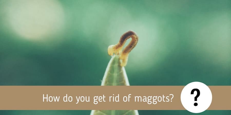 How do you get rid of maggots? Can Pest Control Get Rid of Maggots?