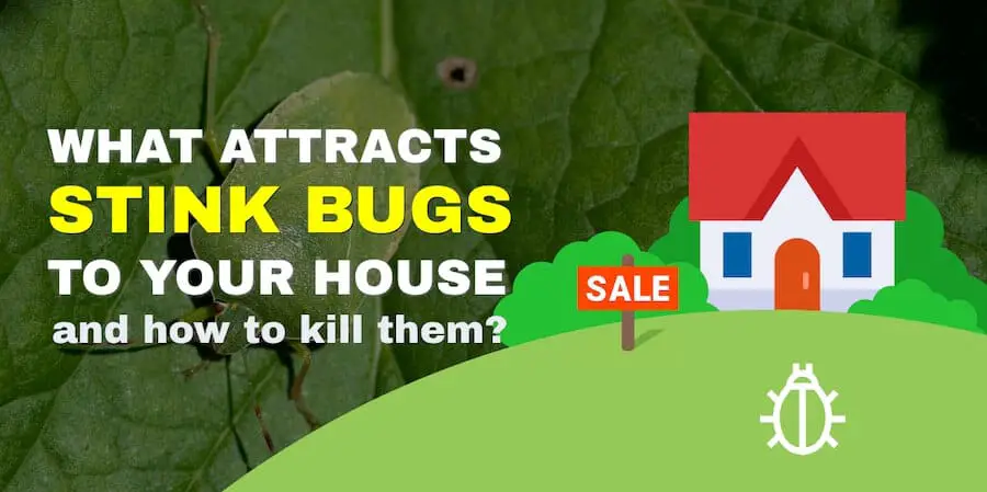 What attracts stink bugs to your house and how to kill them?