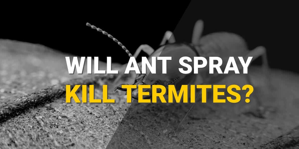 Will Ant Spray Kill Termites?