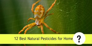 12 Best Natural Pesticides for Home