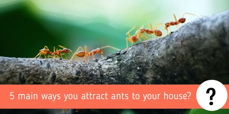 5 main ways you attract ants to your house? A Complete Guide