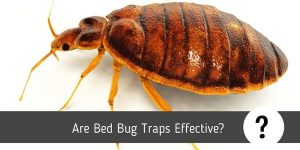 Are Bed Bug Traps Effective?