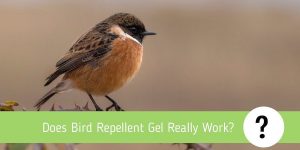 Does Bird Repellent Gel Really Work? Complete review
