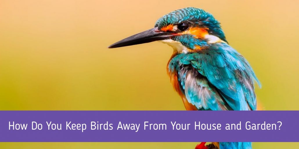 How Do You Keep Birds Away From Your House and Garden?
