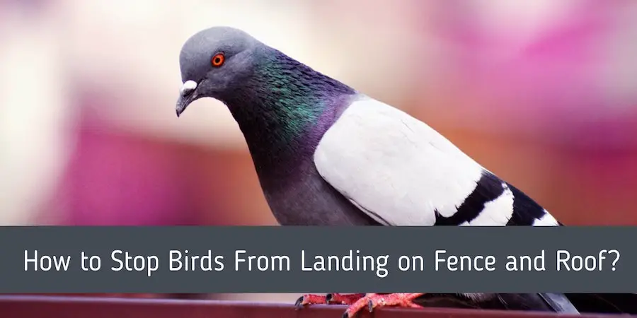 how-to-stop-birds-from-landing-on-fence-and-roof