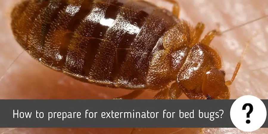 How to prepare for exterminator for bed bugs?