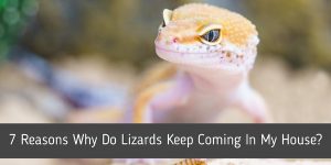 7 Reasons Why Do Lizards Keep Coming In My House?