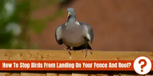 pigeon on fence with text "how to stop birds from landing on your fence and roof?"