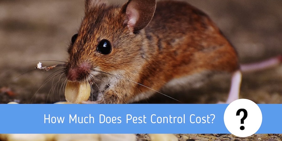 How Much Does Pest Control Cost?