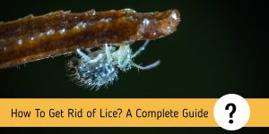 How To Get Rid of Lice? A Complete Guide