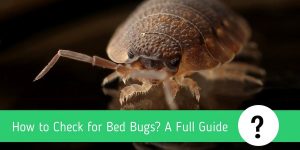 How to Check for Bed Bugs: A Complete Guide