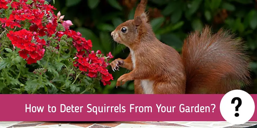 How to Deter Squirrels From Your Garden?