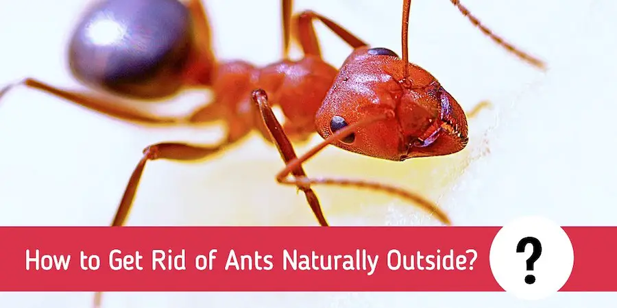 How To Get Rid Of Ants Naturally Outside Without Killing Them