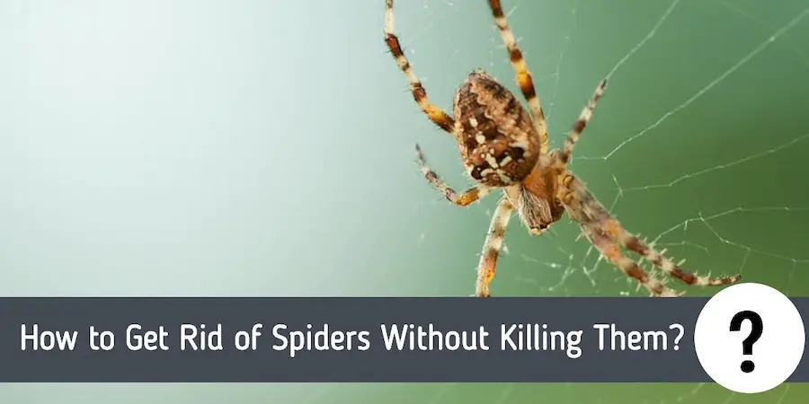 How to Get Rid of Spiders Without Killing Them?