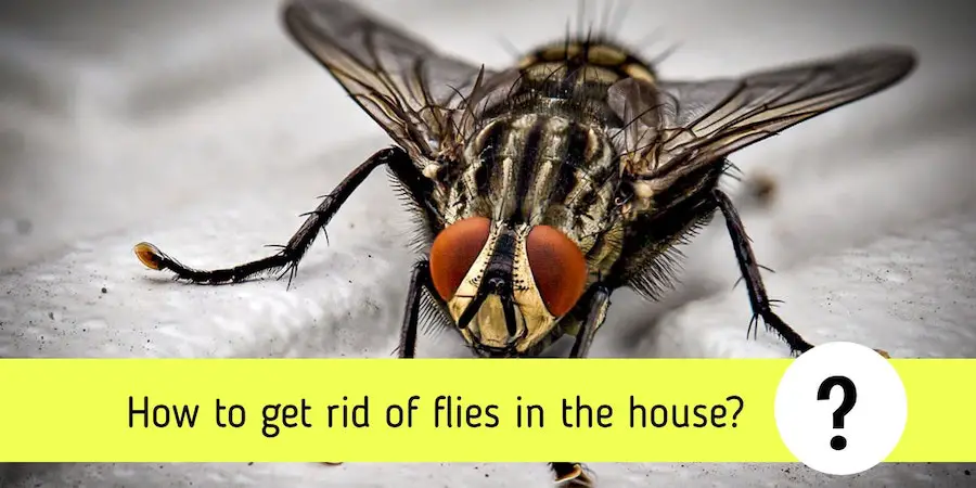 How to get rid of flies in the house: 10 simple steps