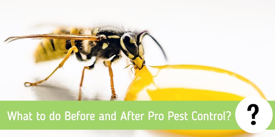 What to do Before and After Pro Pest Control?