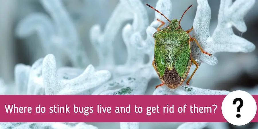 Where do stink bugs live and to get rid of them?