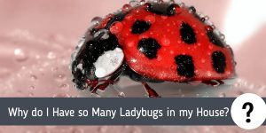 Why do I Have so Many Ladybugs in my House?