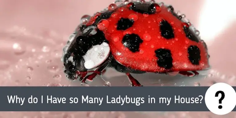 why-do-i-have-so-many-ladybugs-in-my-house-pest-control-faq