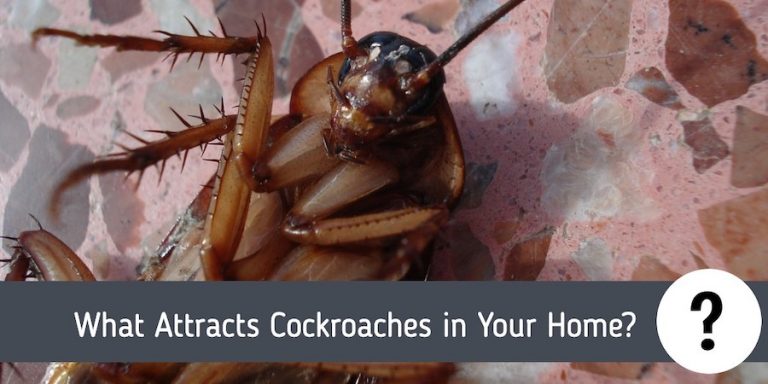 What Attracts Cockroaches To Your Home Pest Control Faq