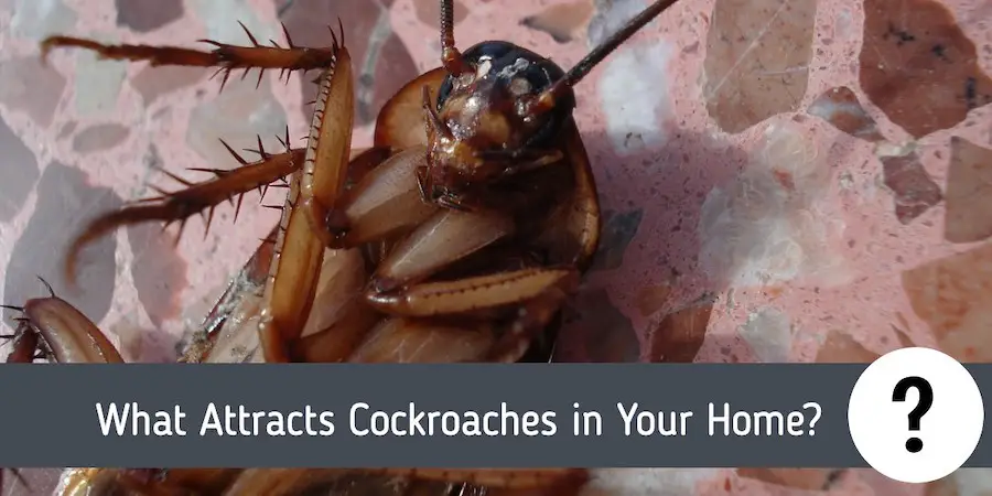 What Attracts Cockroaches in Your Home?