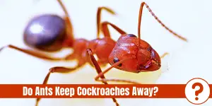 picture of fire ant with text: do ants keep cockroaches away?