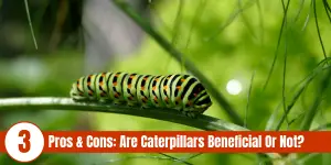 caterpillar on stem with words displayed: 3 Pros & Cons are caterpillars beneficial