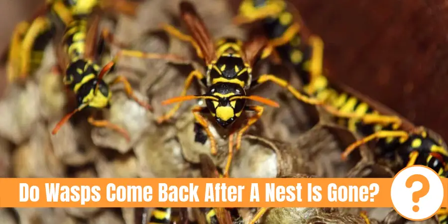 Do Wasps Come Back After A Nest Is Gone Pest Control Faq