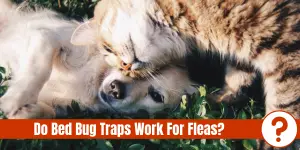 cat rubbing head against dog's head with text "Do bed bug traps work for fleas?"