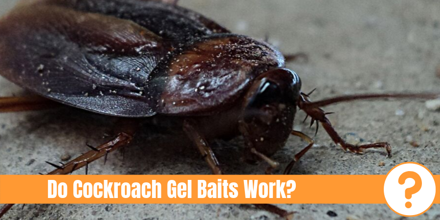 Cockroach on concrete with text "Do cockroach gel Baits Work?