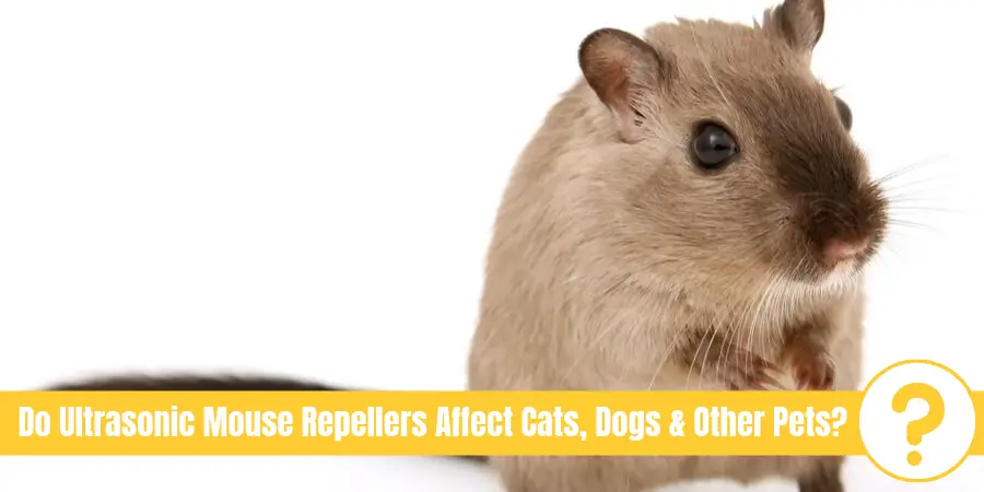 do ultrasonic rodent repellents affect dogs