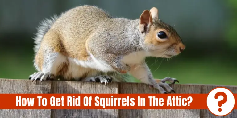 Squirrel in attic sound - tenventure
