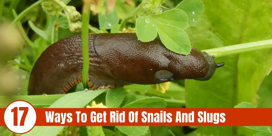 picture of snail on leaves with text " 17 ways to get rid of snails and slugs"