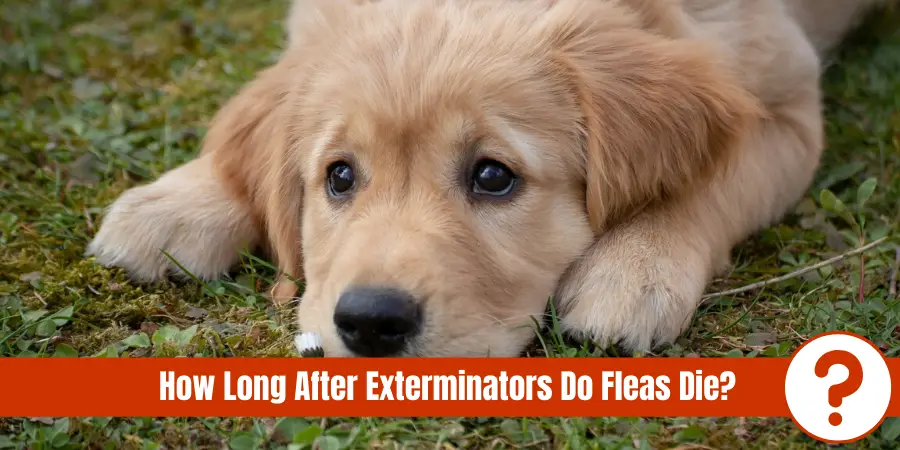 picture of dog laying in grass with text " How long after exterminators do fleas die?