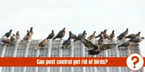 birds on roof with text: can pest control get rid of birds