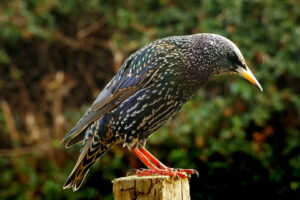 Starling sitting on a wooden pole