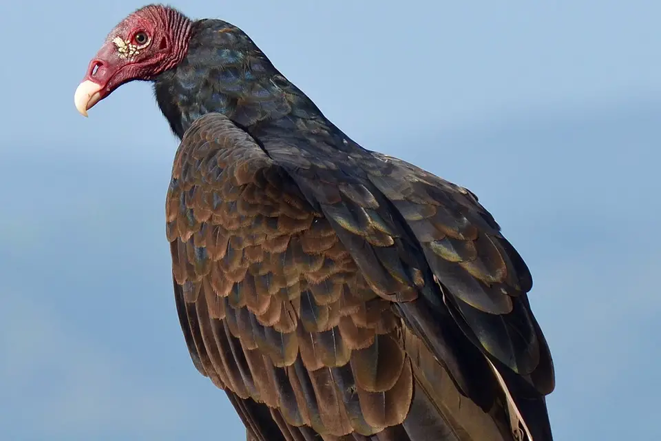 Turkey vulture with red skin on his head and dark feathers