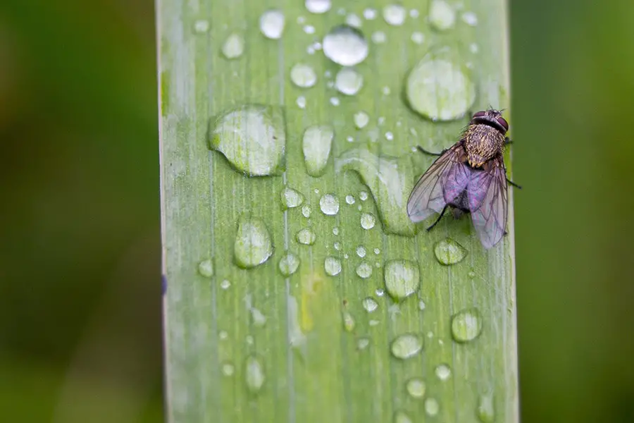 A fly lying on a wet leaf