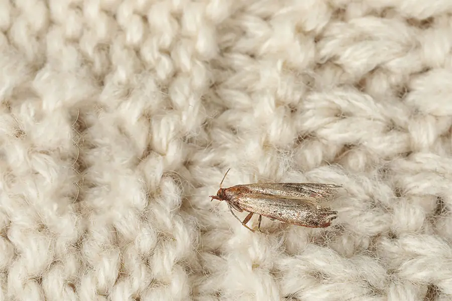 Clothes Moth Tineola Bisselliella on wool fabric