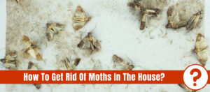 Group of moths exterminated on a white surface