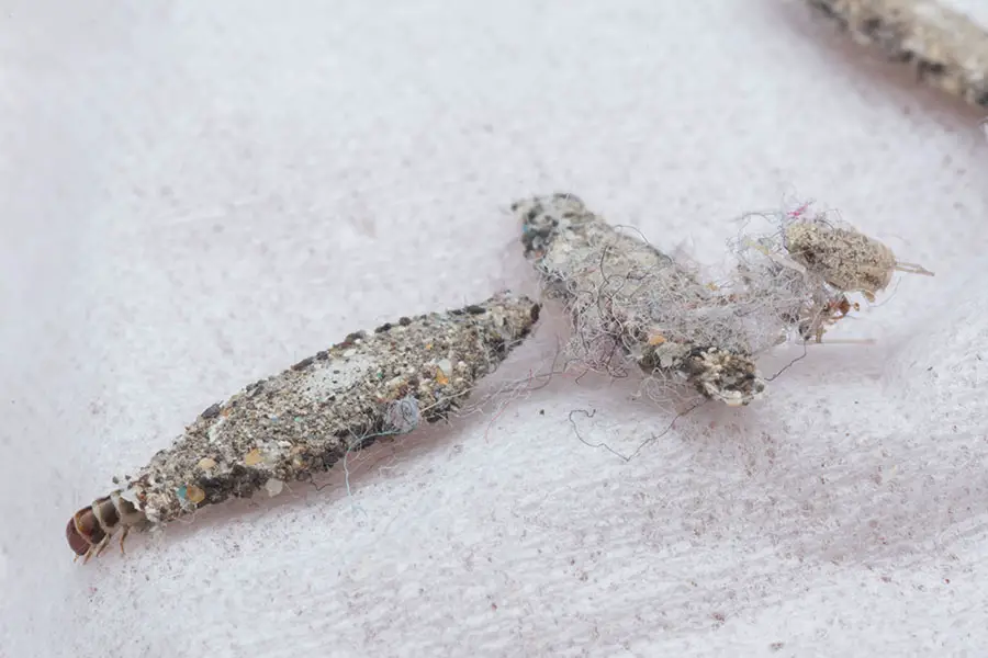 How To Get Rid Of Moths In Your House? | Pest Control FAQ