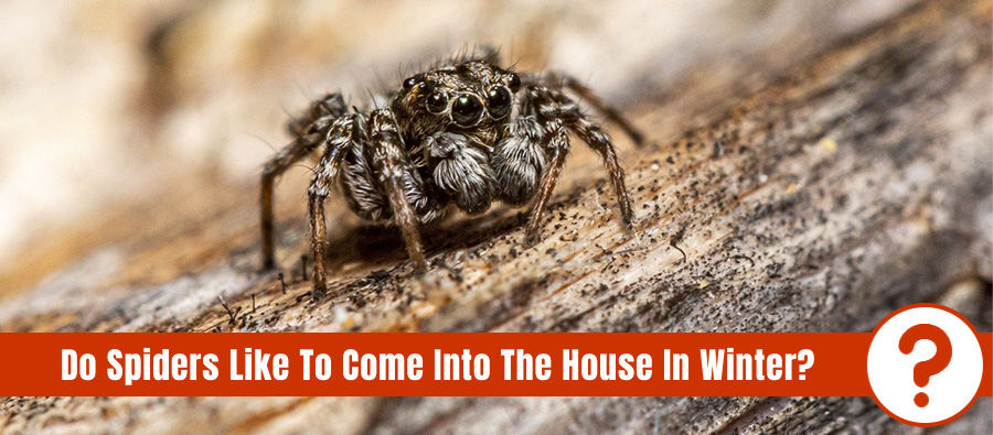 Brown jumping spider on a surface with the text: Do spiders like to come into the house in winter?