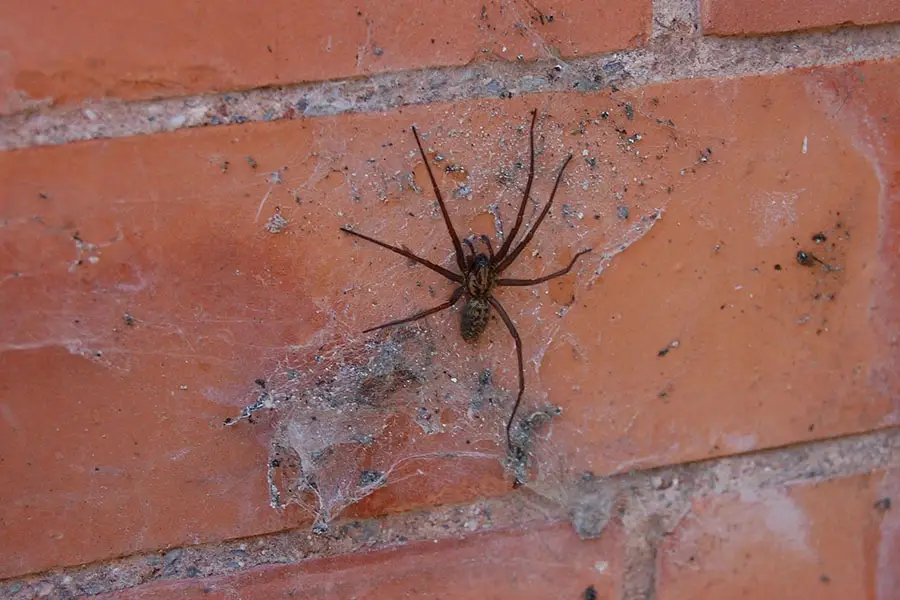 Spider hiding on house wall