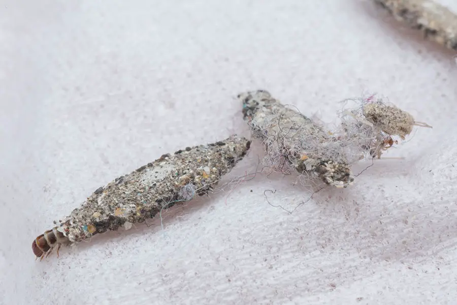 Moth larvae infestation on a white cloth