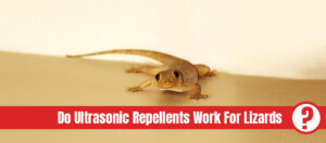 Brown lizard on surface looking into camera with the text: Do ultrasonic repellents work for lizards?