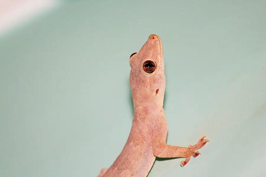 Brown lizard on a green wall